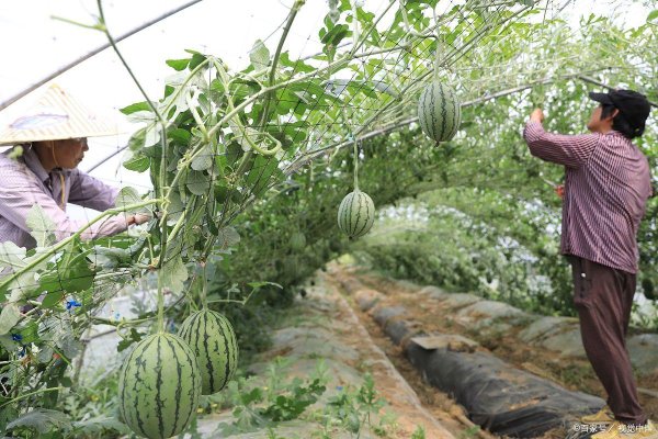 配资行情最新消息 种瓜用什么肥料最好
