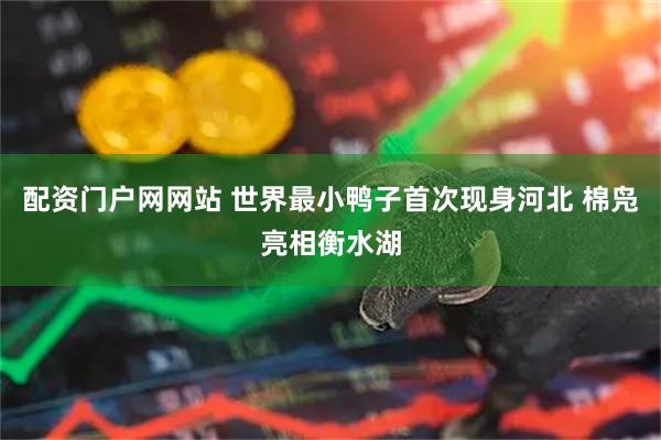 配资门户网网站 世界最小鸭子首次现身河北 棉凫亮相衡水湖